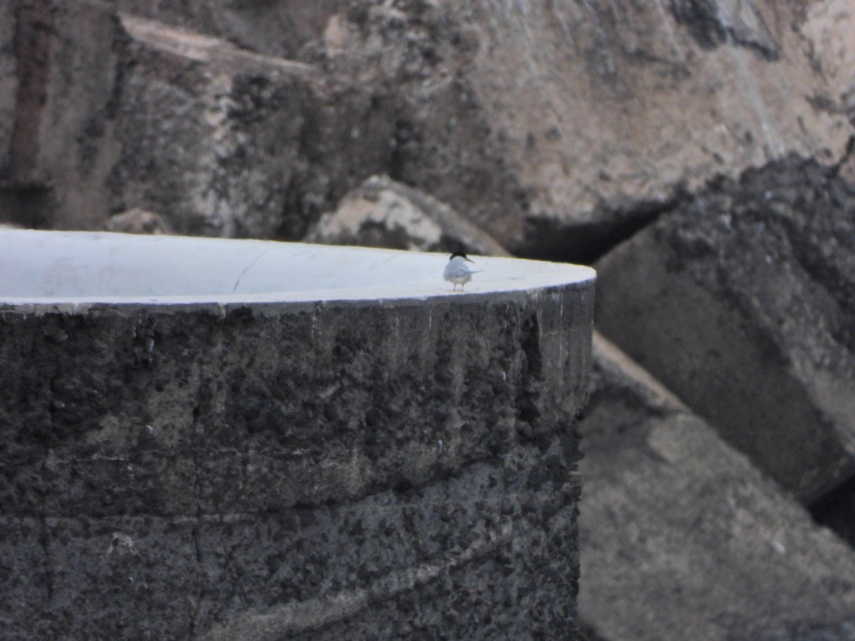 Common Tern - ML652445486