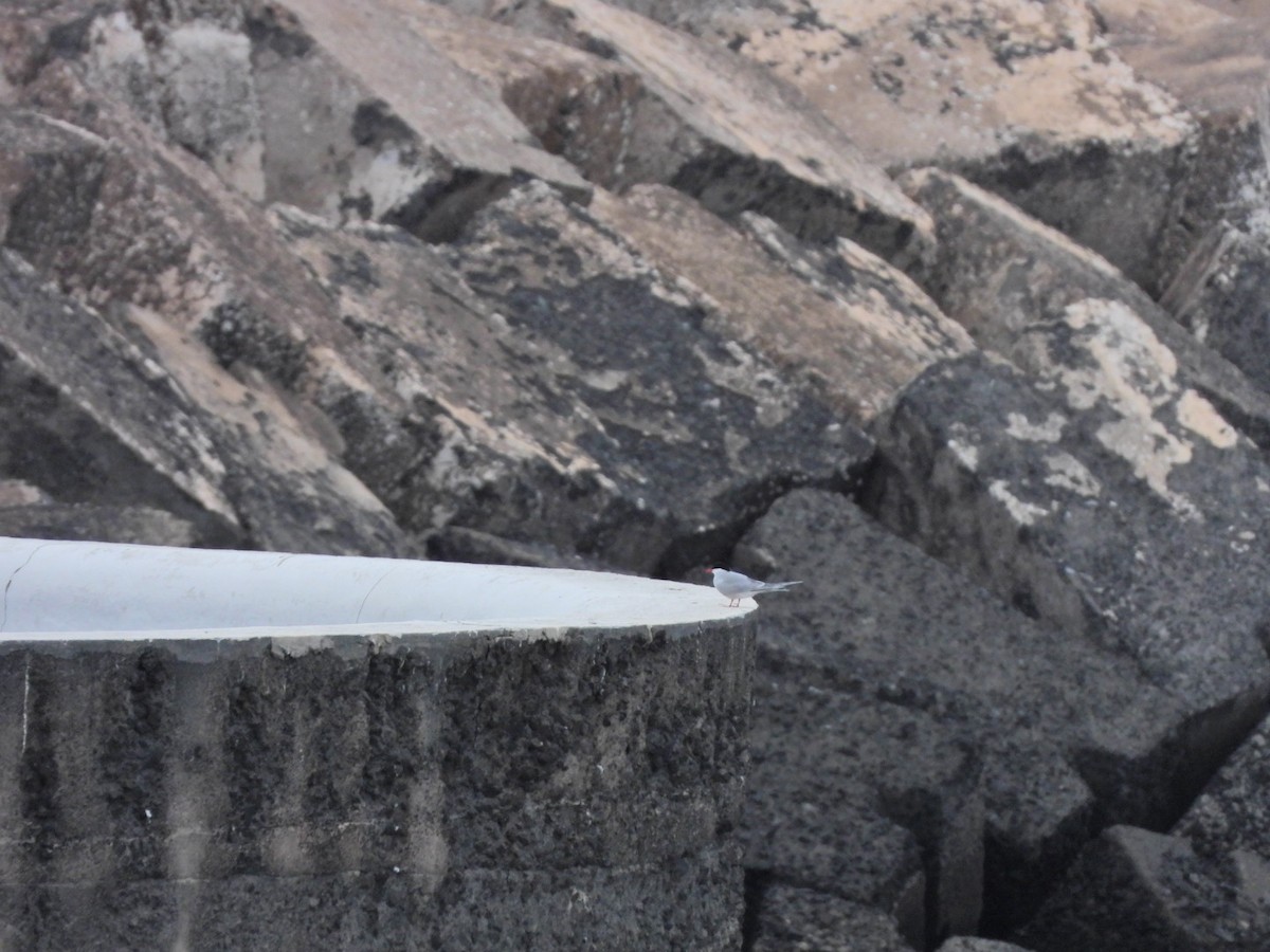 Common Tern - ML652445487