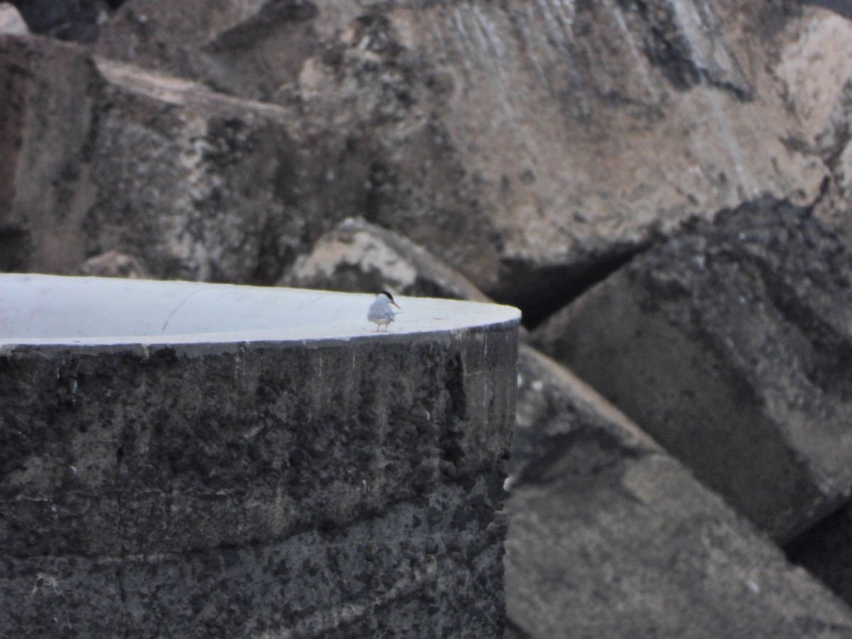 Common Tern - ML652445488