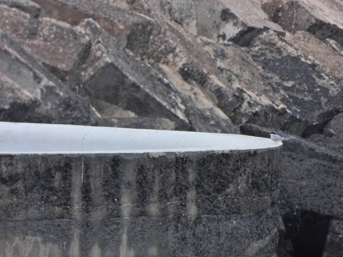 Common Tern - ML652445489