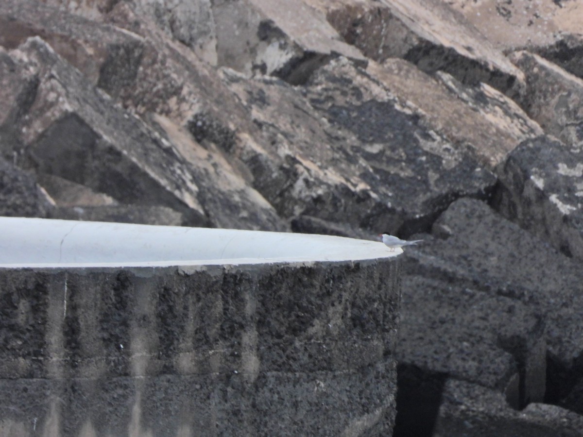 Common Tern - ML652445490