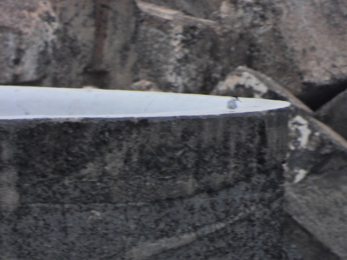 Common Tern - ML652445491