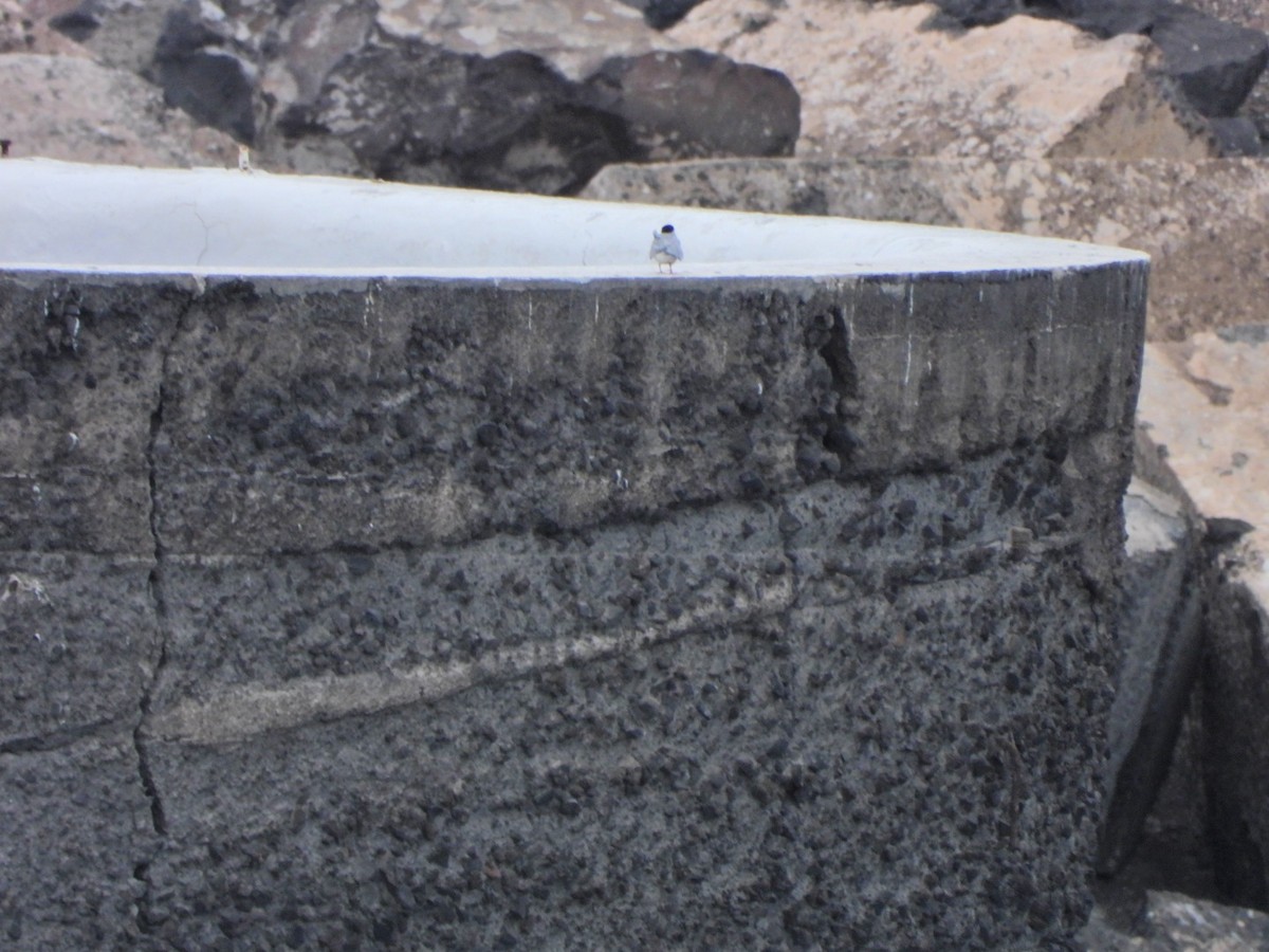 Common Tern - ML652445492