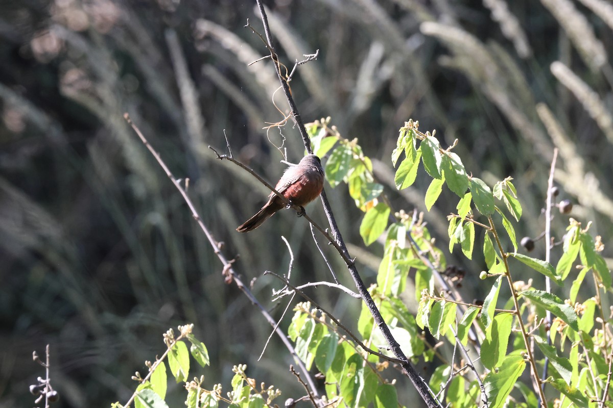 Black-faced Waxbill - ML652445505