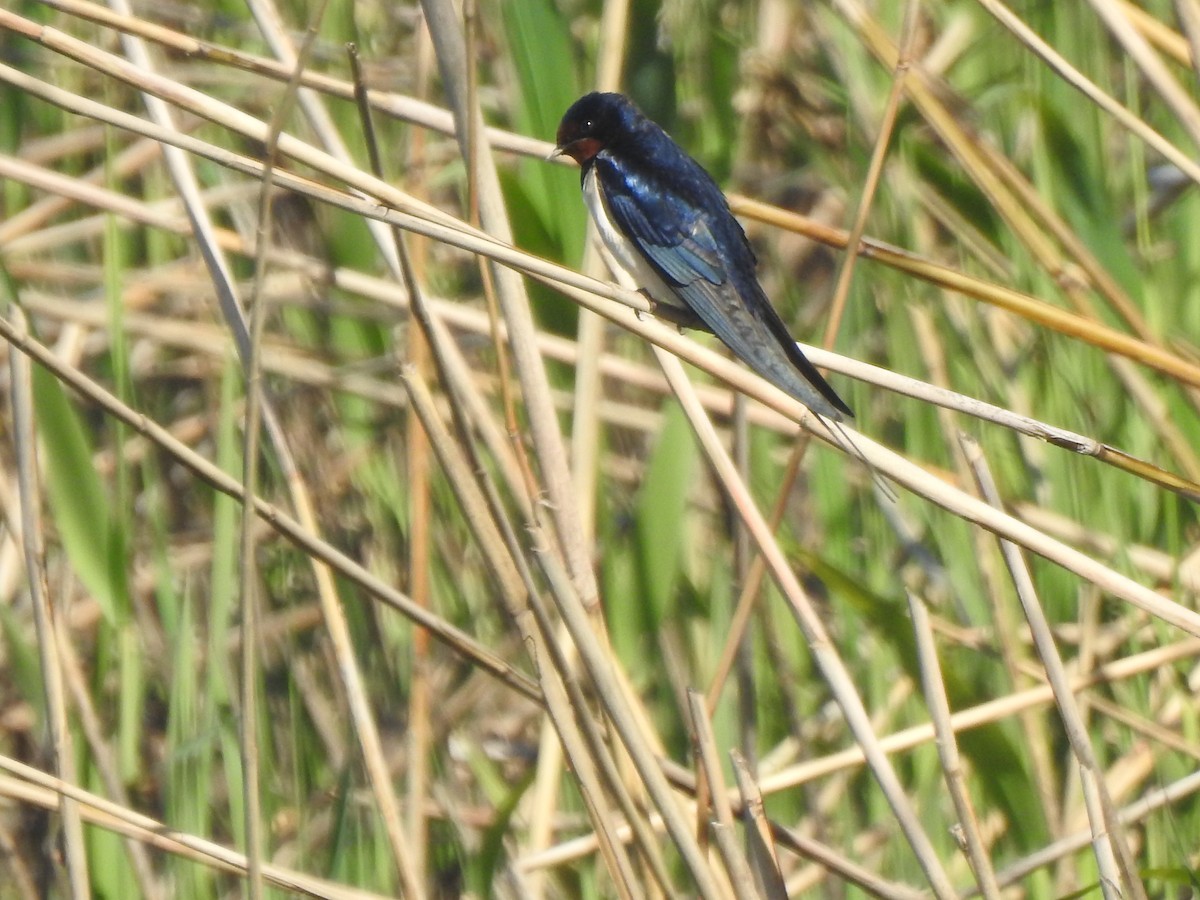 låvesvale - ML652445822