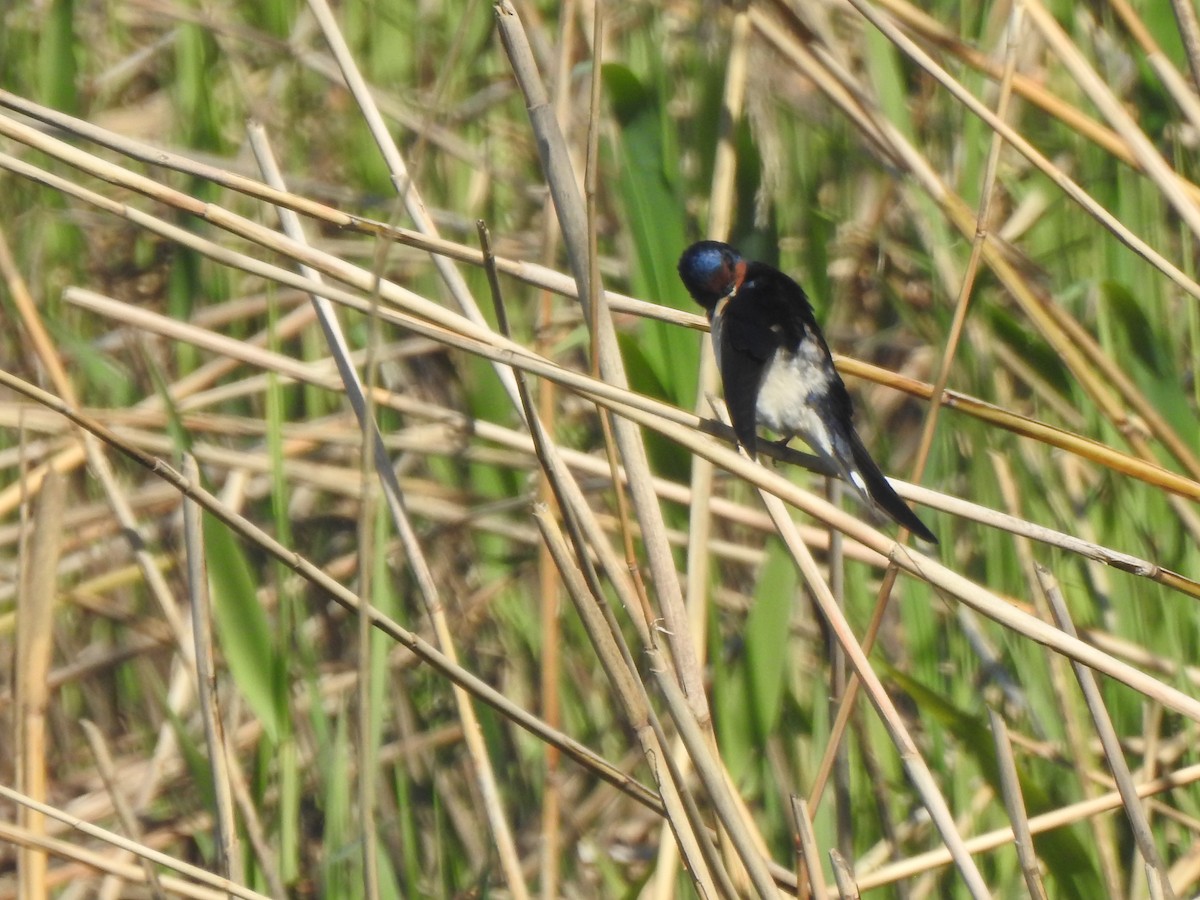 låvesvale - ML652445827