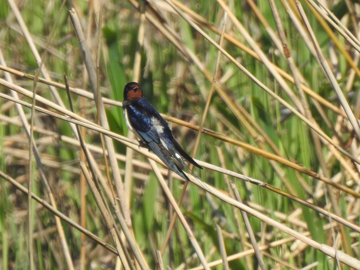 låvesvale - ML652445847