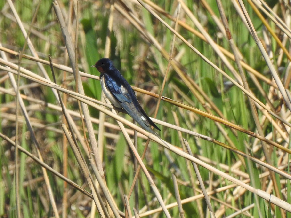 låvesvale - ML652445848