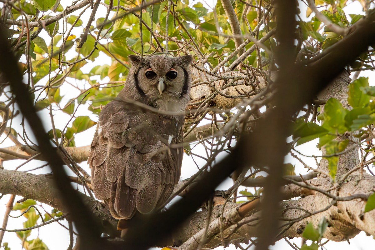 Verreaux's Eagle-Owl - ML652446015