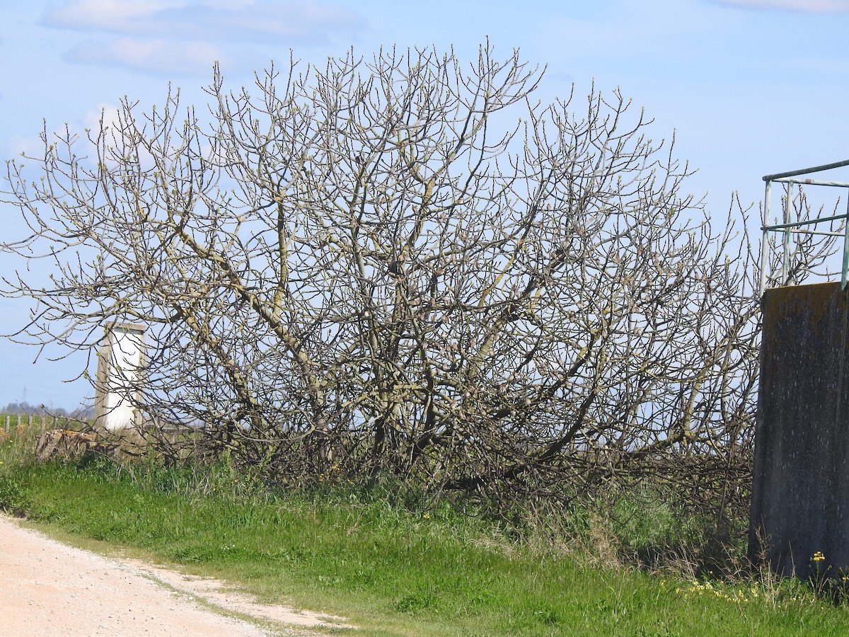 Euplecte vorabé - ML652446218