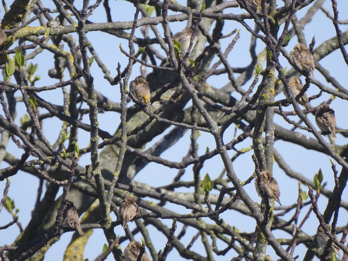 Euplecte vorabé - ML652446223