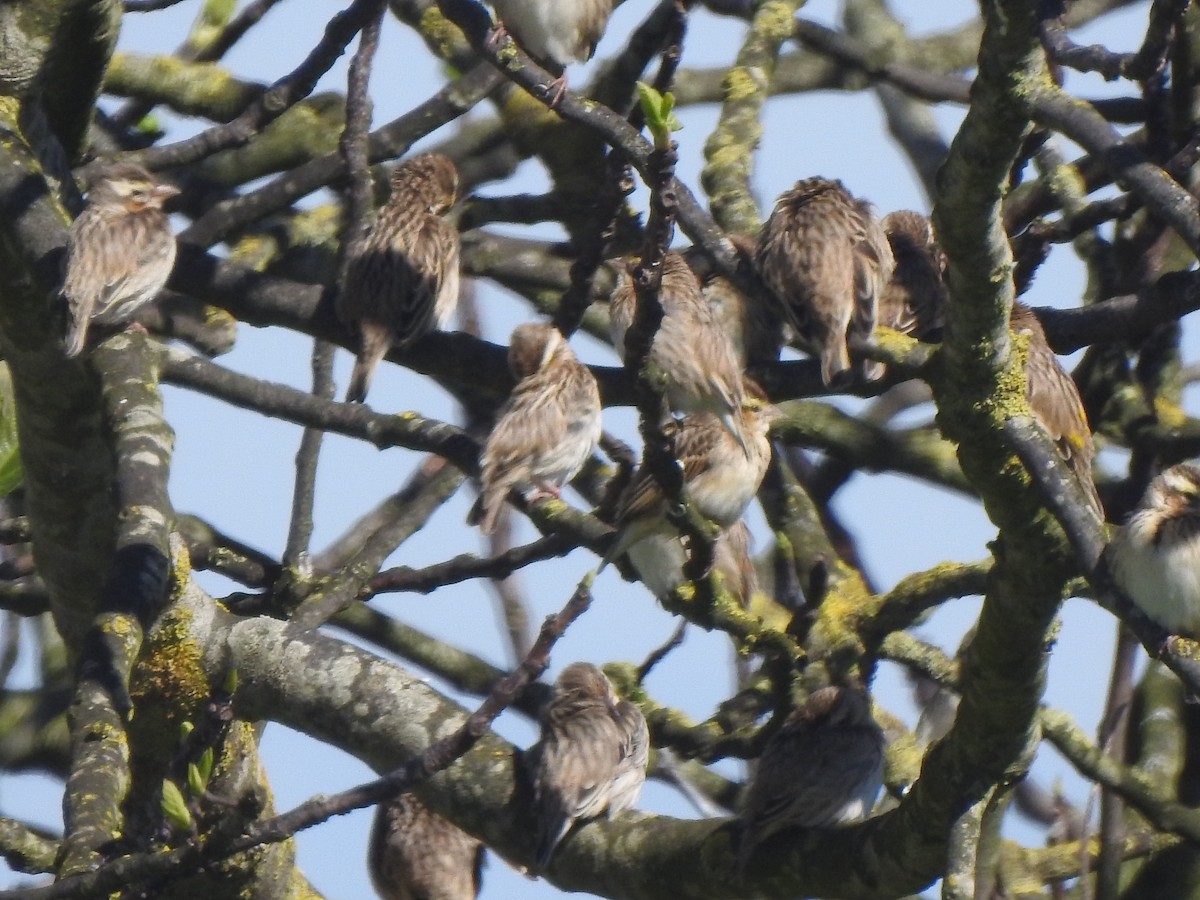 Euplecte vorabé - ML652446226