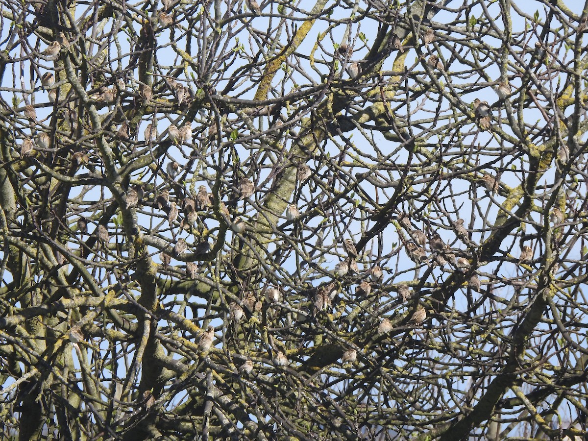 Euplecte vorabé - ML652446238