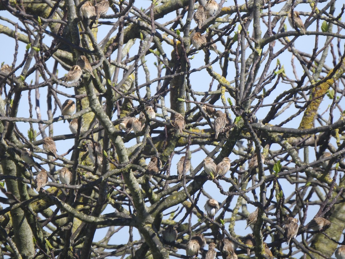 Euplecte vorabé - ML652446244