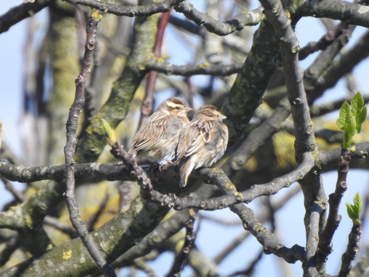 Euplecte vorabé - ML652446353