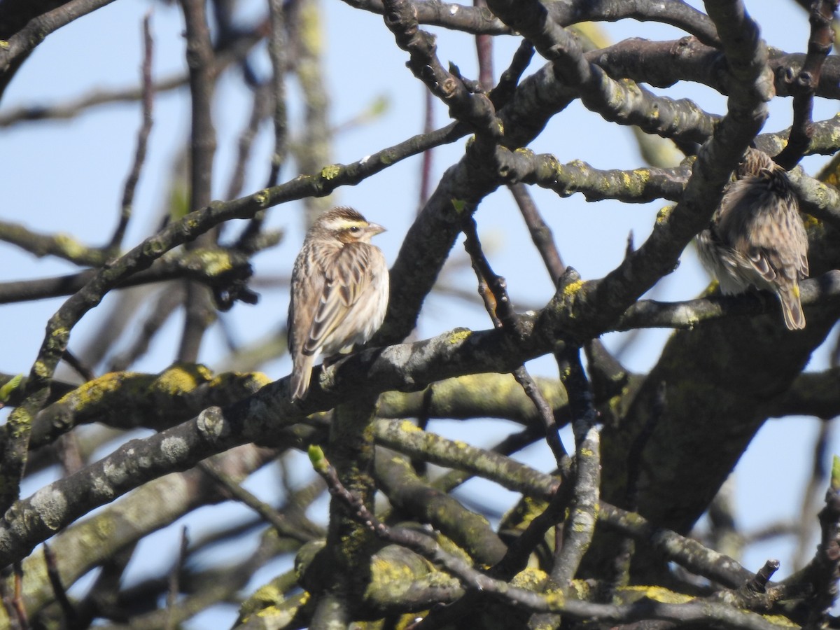 Euplecte vorabé - ML652446410