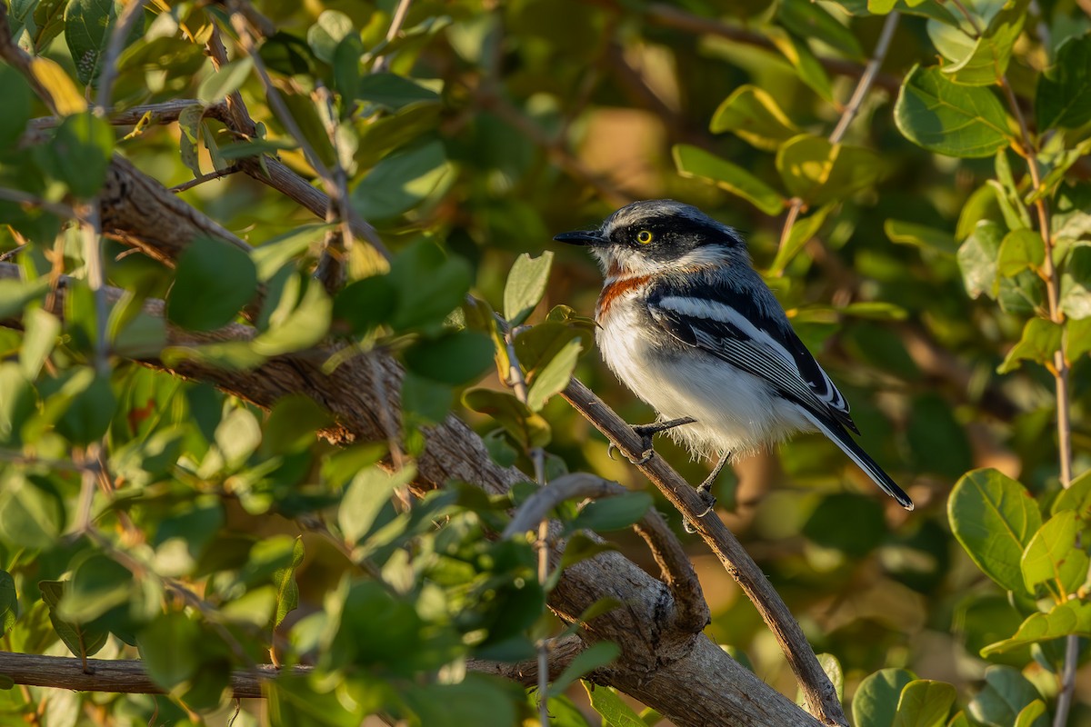 Приріт білобокий - ML652446530