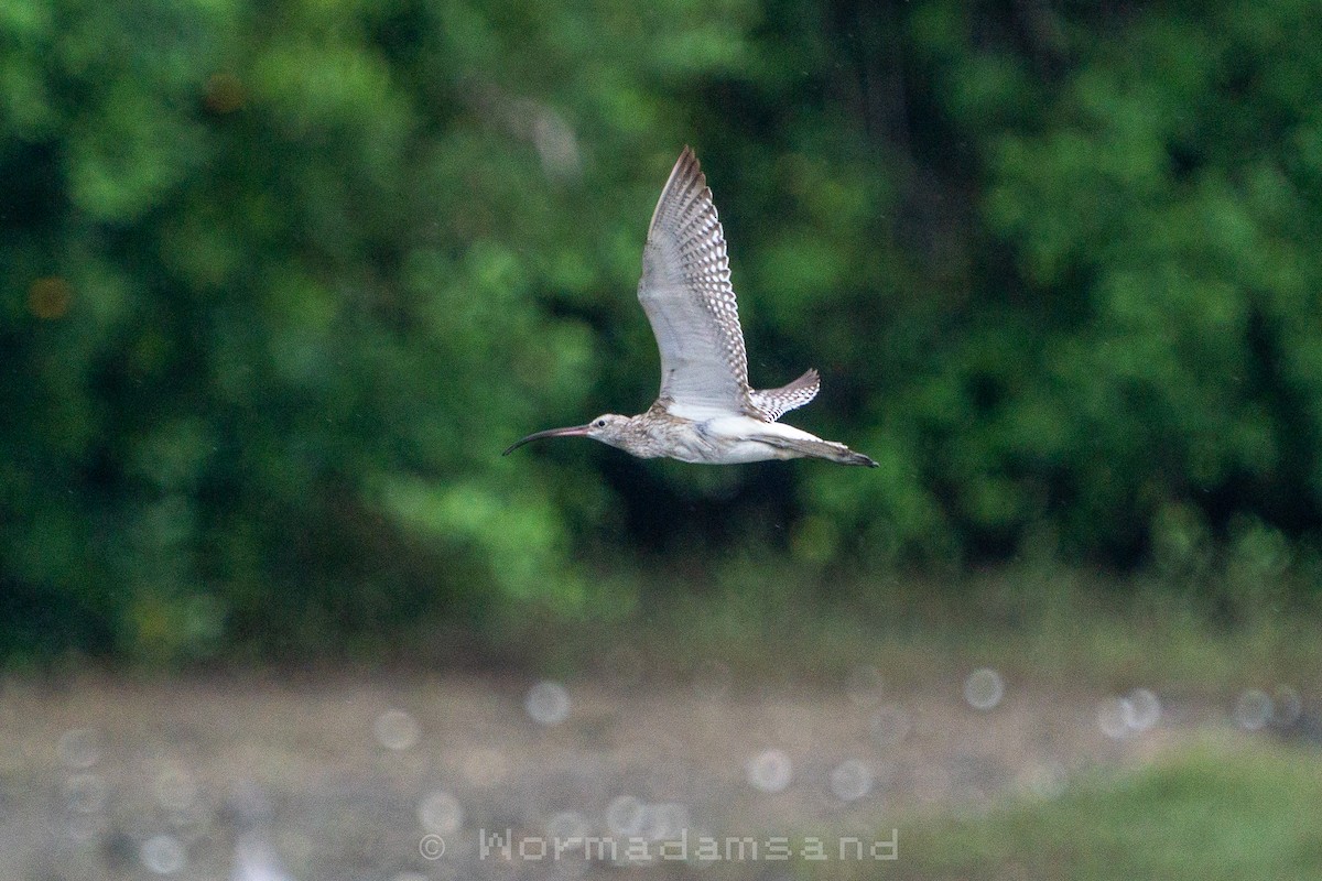 Eurasian Curlew - ML652446596