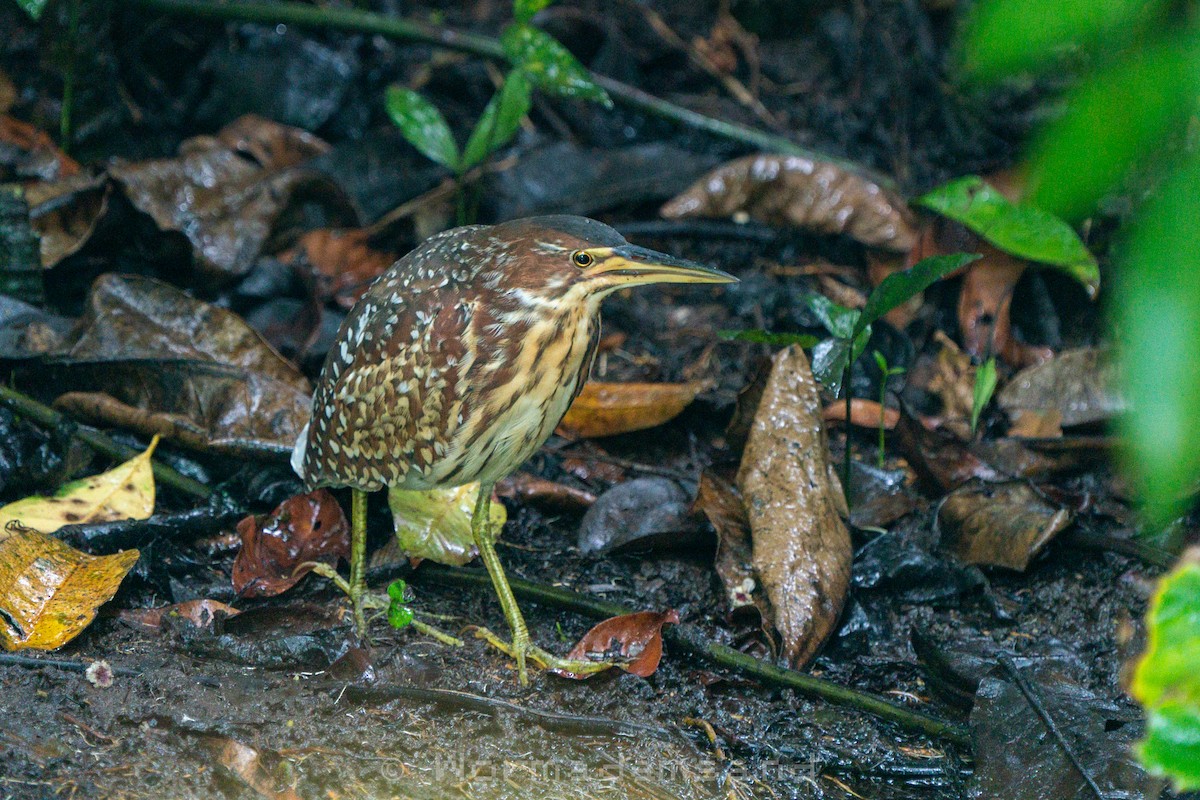 Schrenck's Bittern - ML652446620