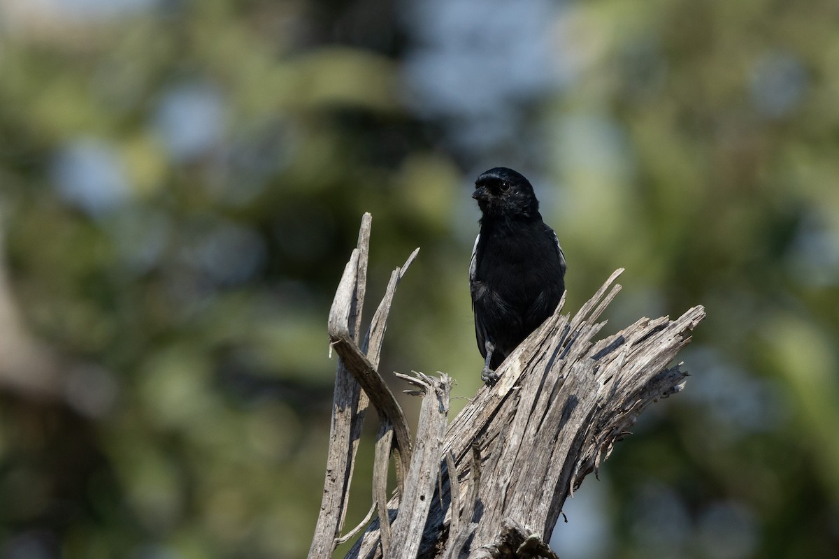 Синиця південна - ML652446720