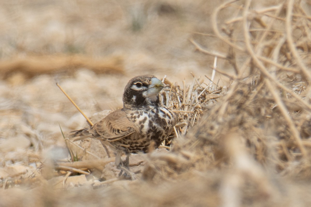 Knackerlerche - ML652446782