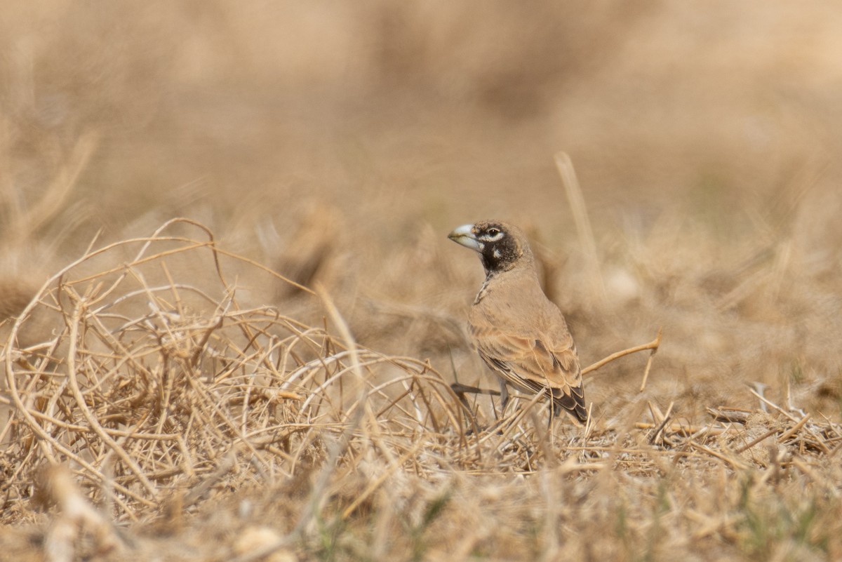 Knackerlerche - ML652446783