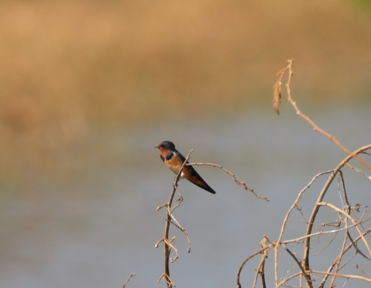 låvesvale - ML652446917