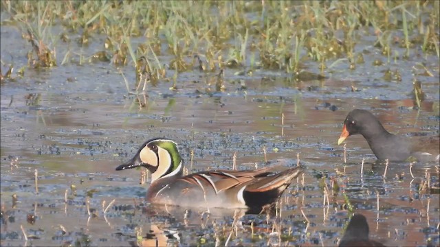 gulkinnand - ML652447189