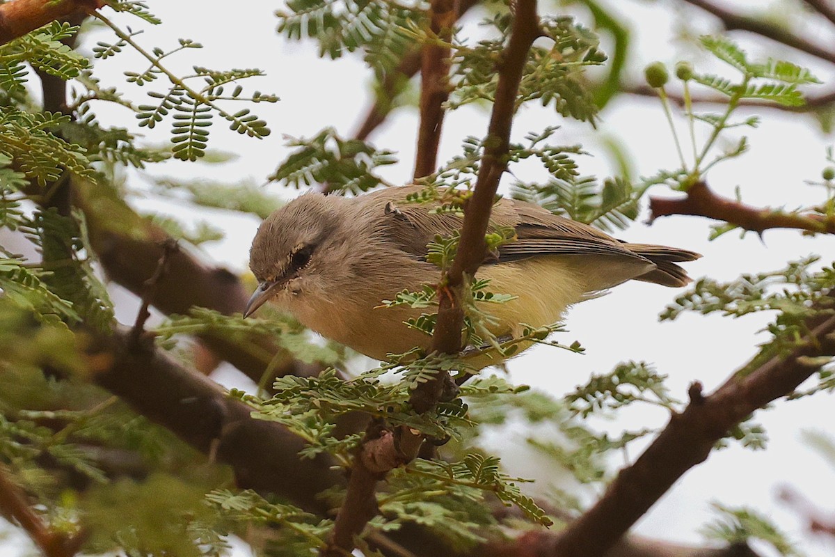 Yellow-bellied Eremomela - ML652447509