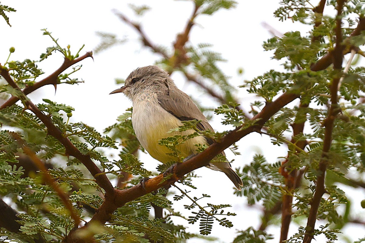 Yellow-bellied Eremomela - ML652447515