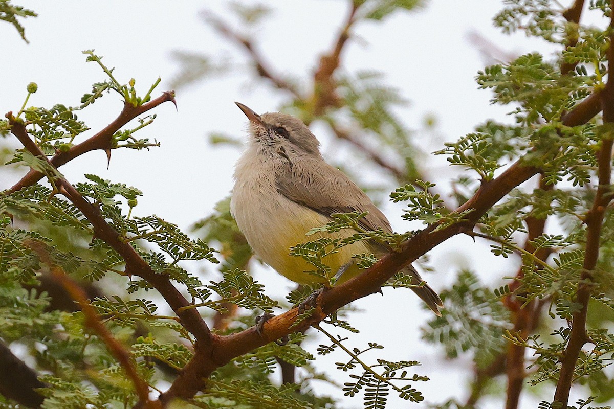Yellow-bellied Eremomela - ML652447517