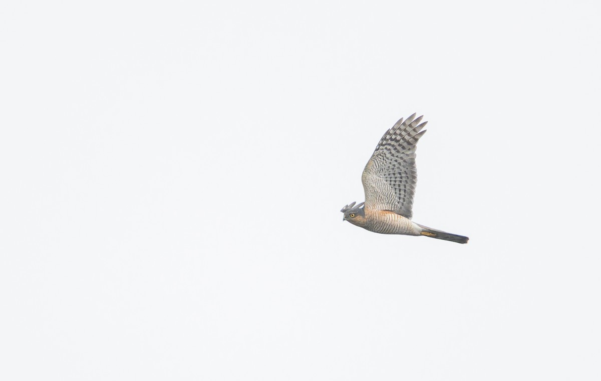 Eurasian Sparrowhawk - ML652447616