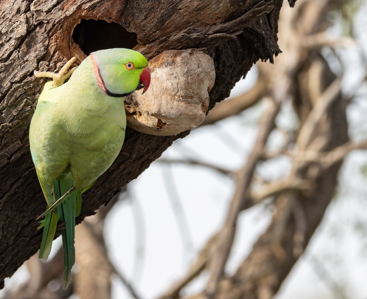 Rose-ringed Parakeet - ML652447753