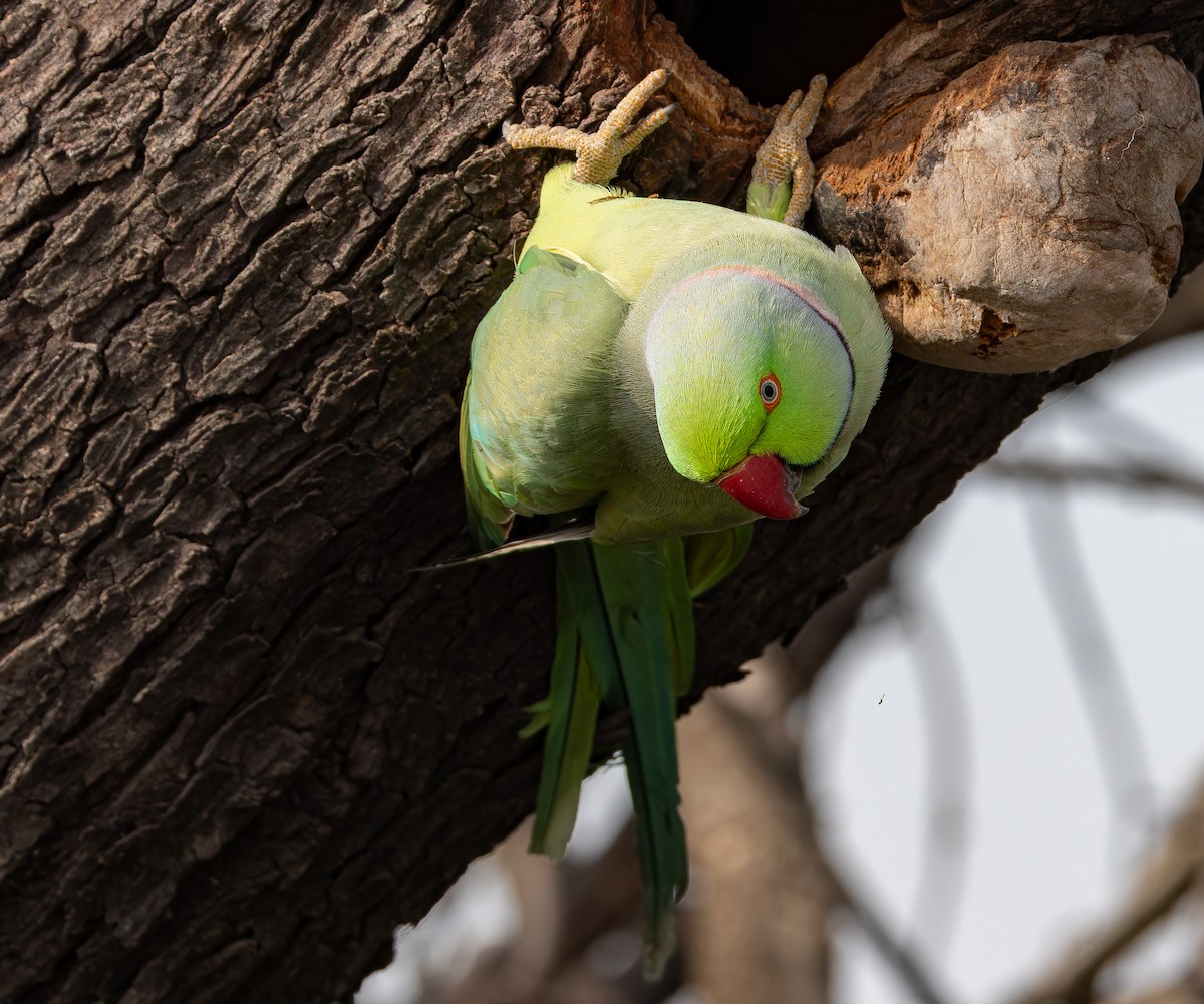 Rose-ringed Parakeet - ML652447754