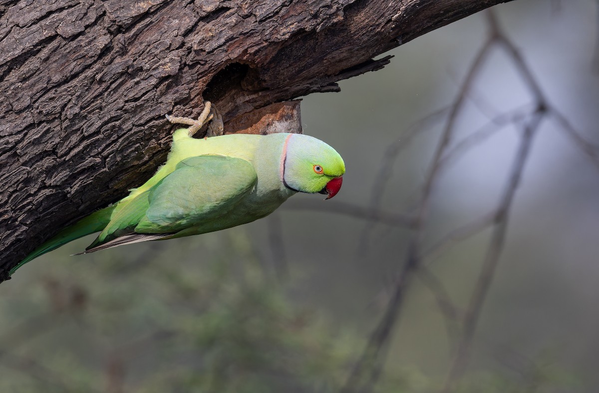 Rose-ringed Parakeet - ML652447756