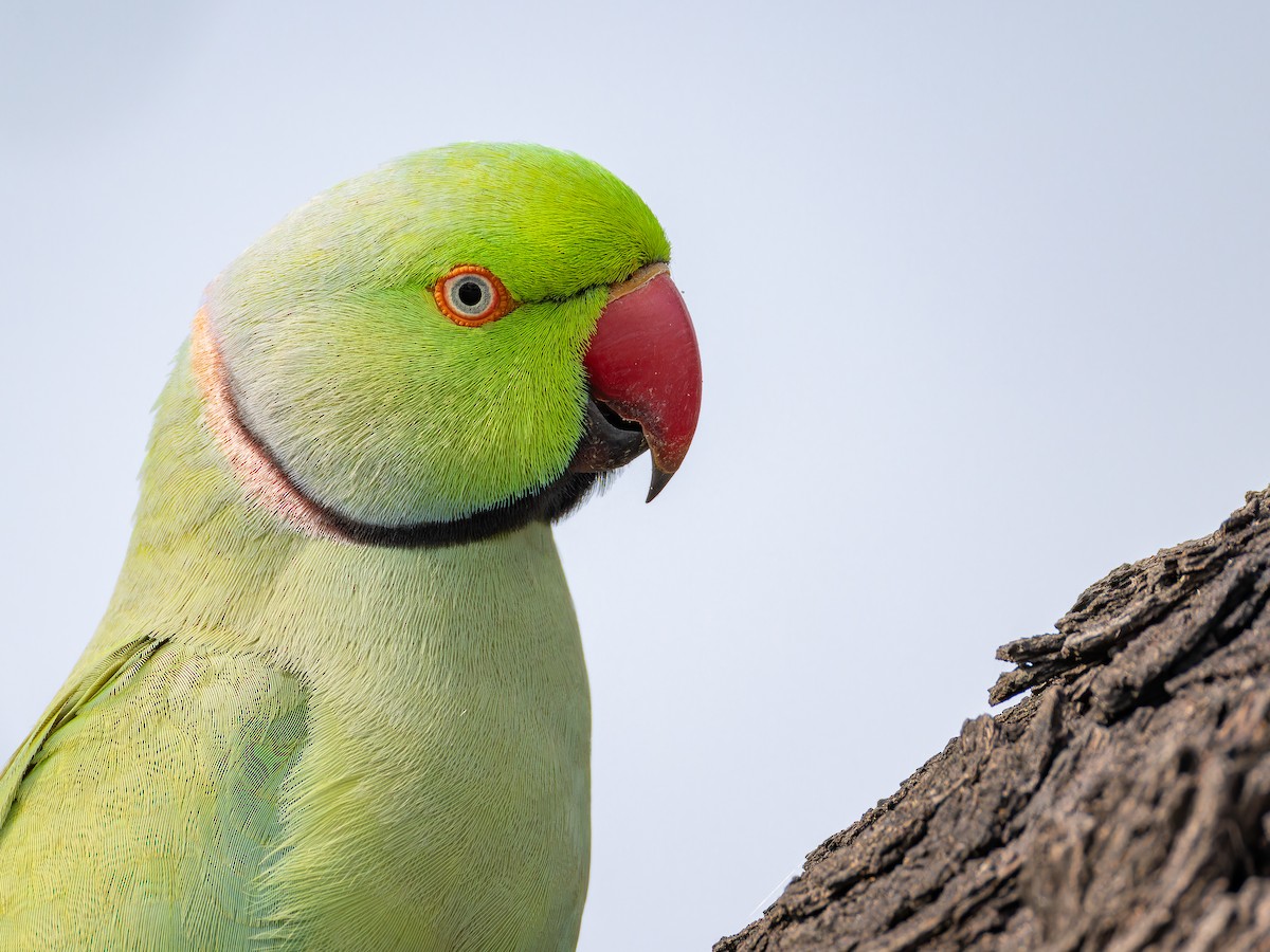 Rose-ringed Parakeet - ML652447760