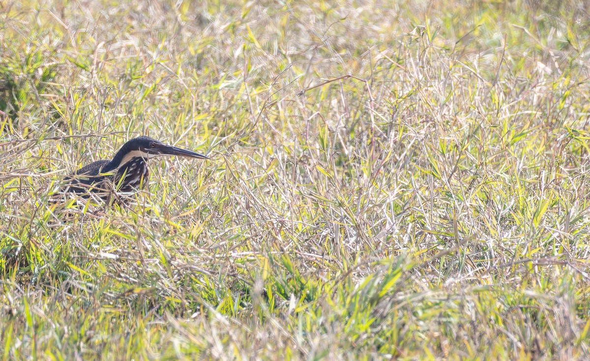 Black Bittern - ML652447824