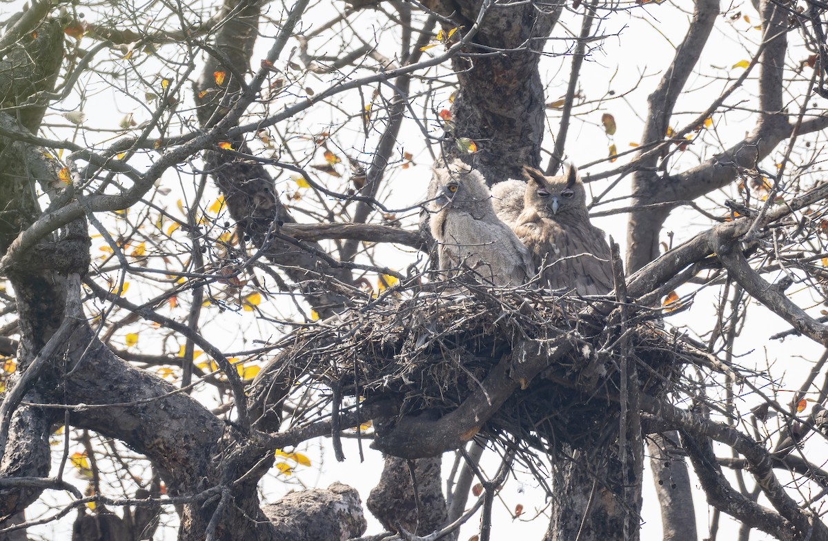 Dusky Eagle-Owl - ML652447948