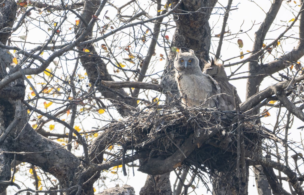Dusky Eagle-Owl - ML652447950