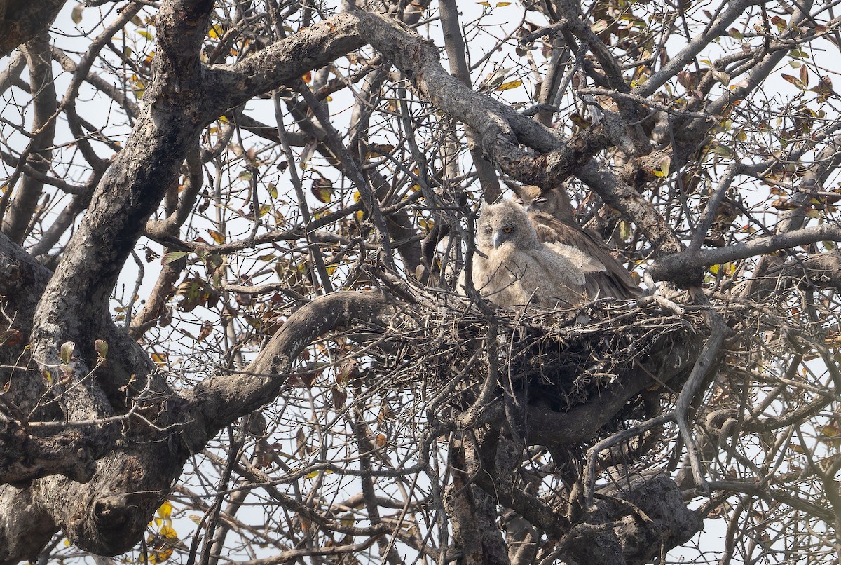 Dusky Eagle-Owl - ML652447951