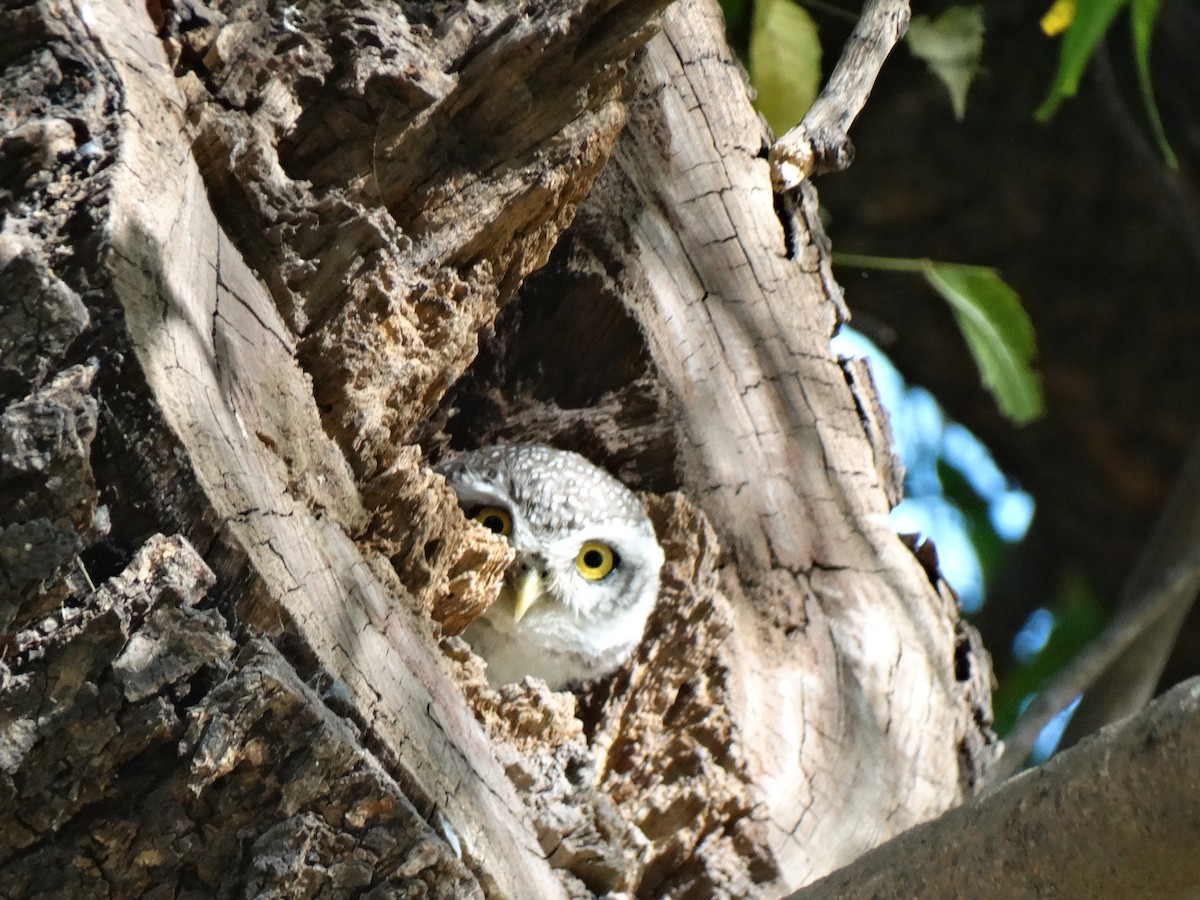 Сич брамінський - ML652448014