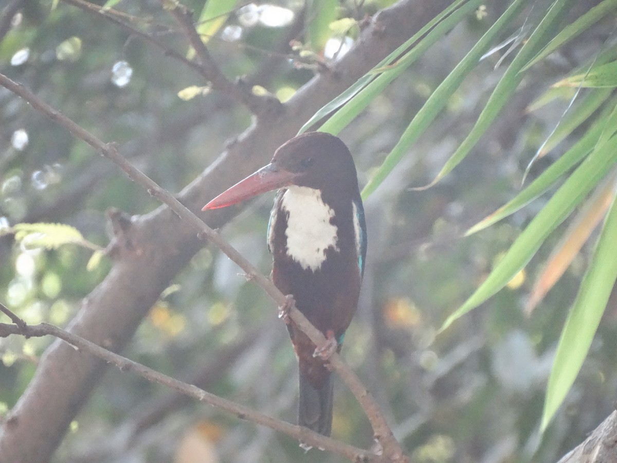 Альціон білогрудий - ML652448018