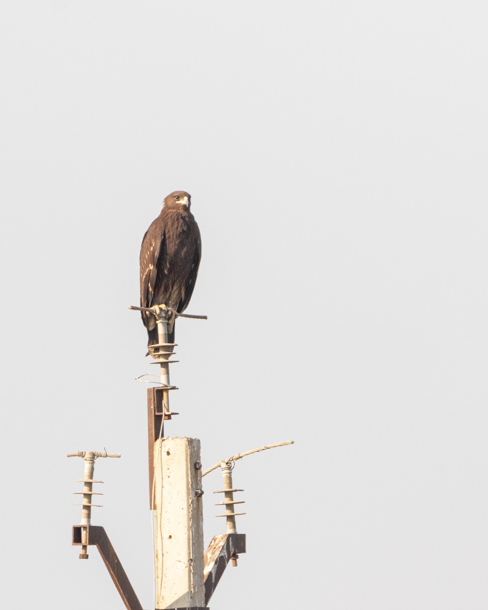 Підорлик великий - ML652448024