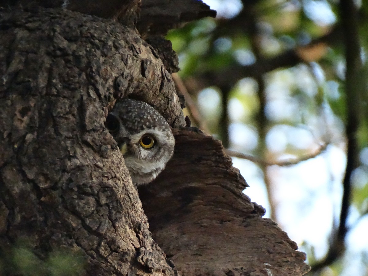 Сич брамінський - ML652448028
