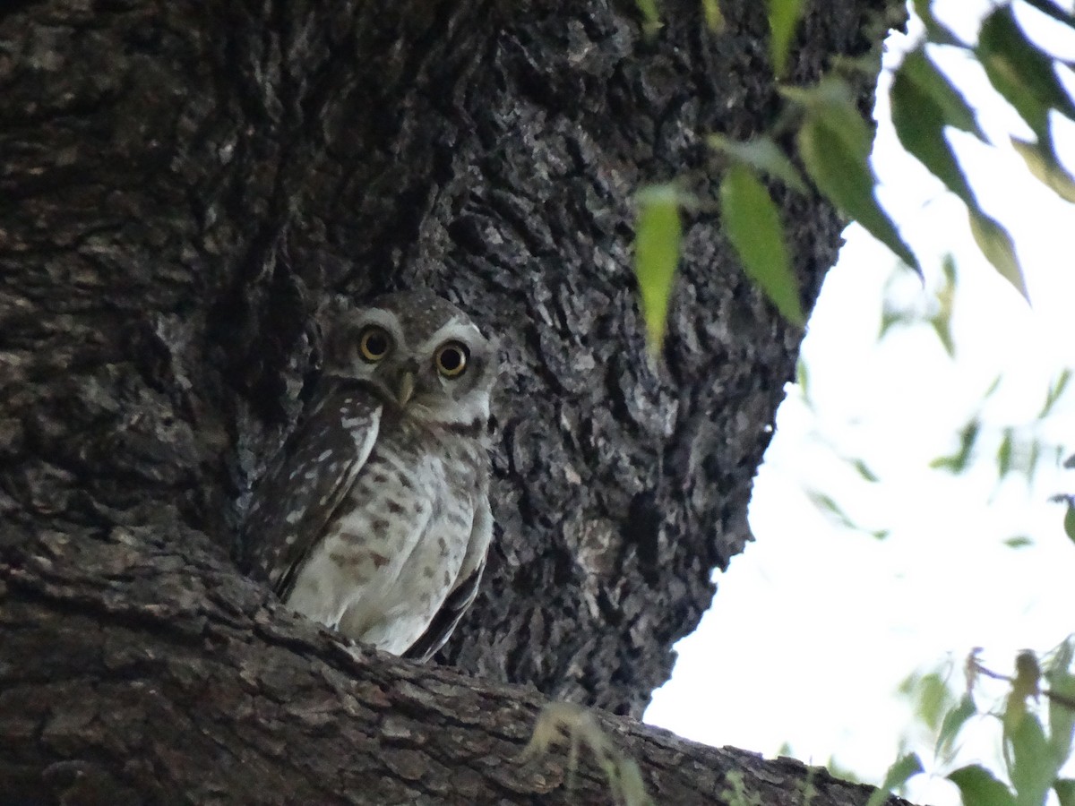 Сич брамінський - ML652448029