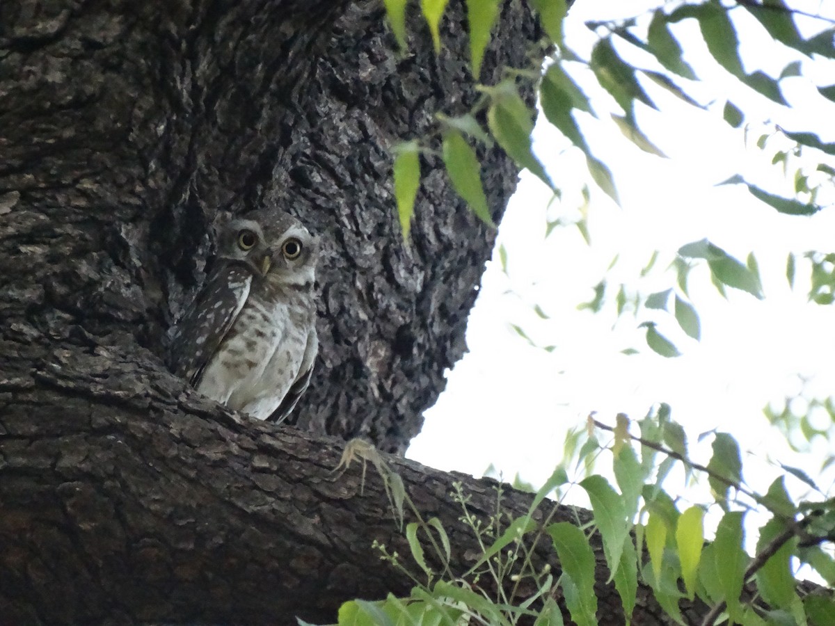 Сич брамінський - ML652448030