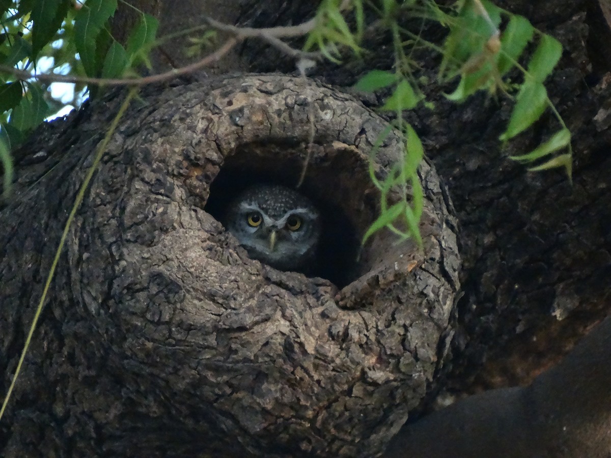 Сич брамінський - ML652448031