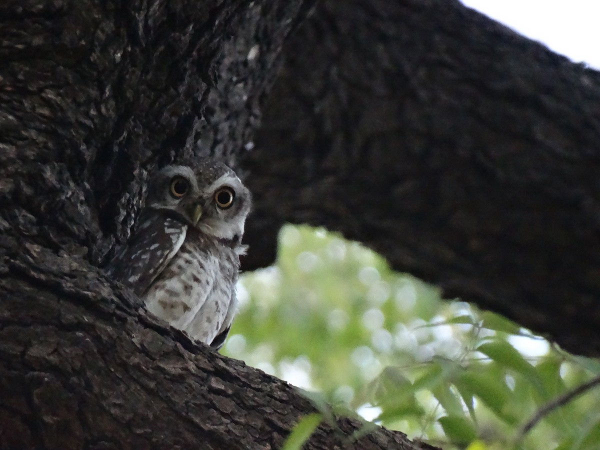 Сич брамінський - ML652448032