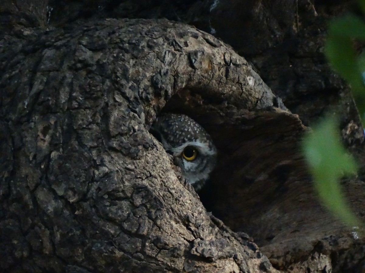 Сич брамінський - ML652448033