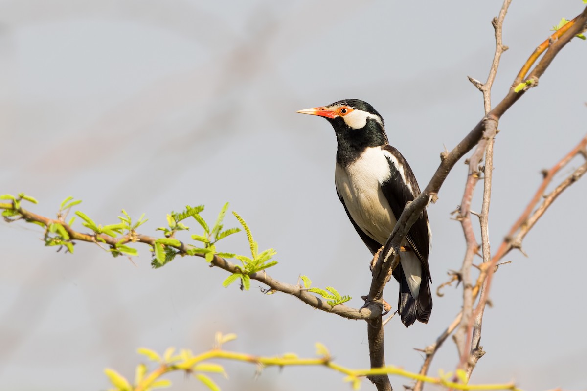 Шпак строкатий - ML652448036